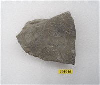 藏品(爬行痕)的圖片